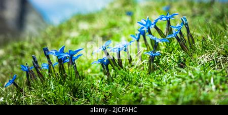 Spring gentian (Gentiana verna) in a meadow Stock Photo