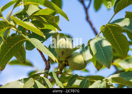Green unripe walnuts hang on a branch. Green leaves and unripe walnut. Raw walnuts in a green nutshell. Fruits of a walnut. Green leaves and unripe wa Stock Photo