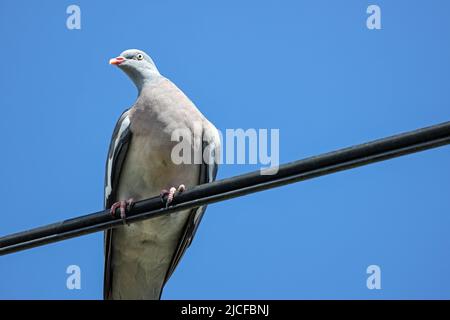 Looking up at a pigeon on a cable set against a clear blue sky with lots of copy space Stock Photo