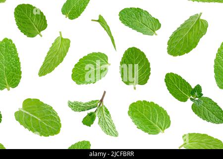 Seamless pattern of green mint leaves on white background. Stock Photo