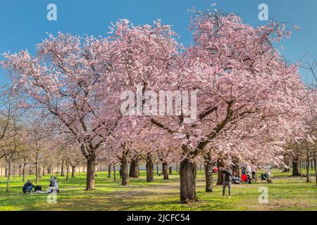 Cherry blossom in the baroque garden of Schwetzingen Castle, Schwetzingen, Baden-Württemberg, Germany Stock Photo