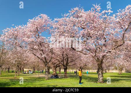 Cherry blossom in the baroque garden of Schwetzingen Castle, Schwetzingen, Baden-Württemberg, Germany Stock Photo