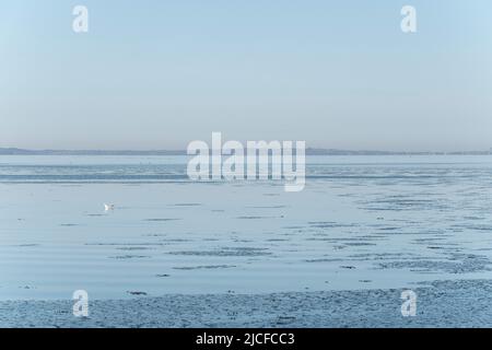 Flensburg Fjord, beach near Wackerballig, frost, ice, seagull, morning mood Stock Photo