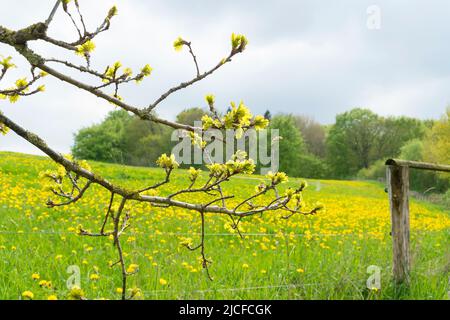 Germany, Schleswig-Holstein, nature park Schlei, hiking trail, English oak, meadow with dandelion flowers Stock Photo