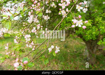 Germany, Schleswig-Holstein, Schlei Nature Park, hiking trail, wild apple, Malus sylvetris Stock Photo