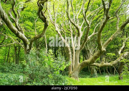 Germany, Schleswig-Holstein, nature reserve 'Geltinger Birk', wet forest Stock Photo