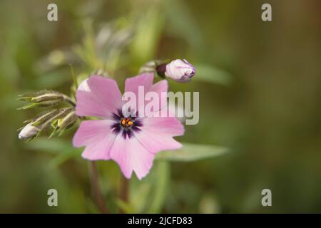 Spring flowers, moss phlox, pink flower, close-up Stock Photo