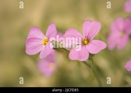 Spring flowers, moss phlox, pink flower, close-up Stock Photo