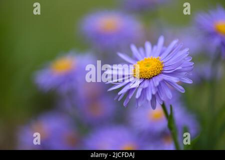 purple flowers of alpine aster (Aster alpinus), Germany Stock Photo