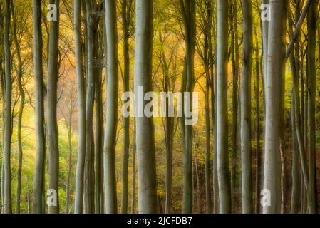 Autumn in Jasmund National Park, copper beech forest in colorful autumn foliage, double exposure, Rügen Island, Germany, Mecklenburg-Vorpommern Stock Photo