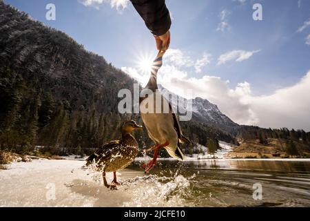 A mallard drake jumps to the feeding hand, the clear water of the spring-like Ferchensee splashes in the backlight of the sun with beautiful sunbeams, in the background the Wetterstein with fresh snow. Stock Photo