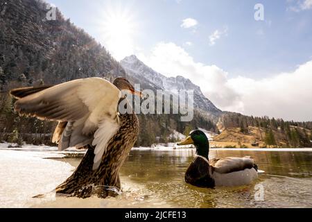 A pair of mallards on the shore of the spring-like Ferchensee in the Bavarian Alps. In the background the Wetterstein and the sun with snow at higher altitudes, in the foreground the two ducks, the female stretches her wings in front of the drake. Stock Photo