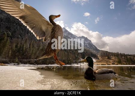 A mallard duck sets out to land on a small patch of ice at the spring-like Ferchensee lake in the Bavarian Alps above Mittenwald. The drake looks on and in the background the dominant Wetterstein. Stock Photo