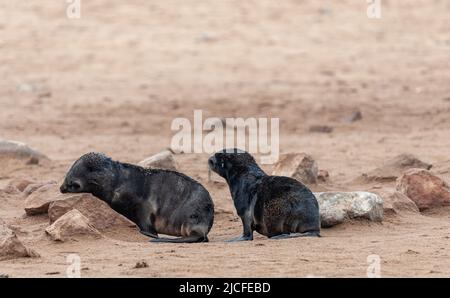 Two young seals straddling along the beach. Skeleton Coast, Namibia. Stock Photo