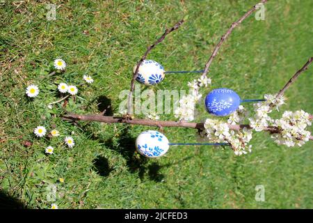 painted easter eggs on a blooming plum tree, spring, springtime, easter, garden, upper bavaria, bavaria, germany Stock Photo