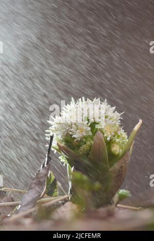 Flowers in spring, white butterbur, petasites albus, flower, close up