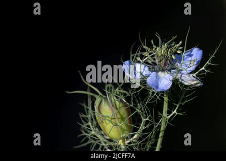 Close-up of a blue flower and bud of a daisy daisy (Nigella damascena) growing in nature against a dark background, emerging from the shadows. Stock Photo