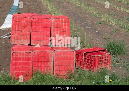 There are empty red plastic boxes on the asparagus field to hold the asparagus during the harvest. Stock Photo