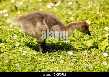 Goslings with the unusual mixed parentage of Canada Goose and Greylag Goose at WWT Arundel Wetland Centre, Arundel, West Sussex, UK, a nature reserve Stock Photo