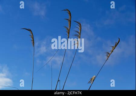 The New Zealand toe toe (often mis-spelled as toi toi) waves in the breeze. Stock Photo