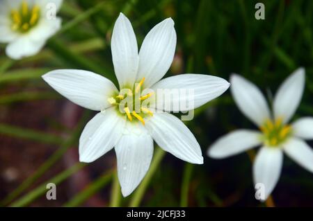 Single White Zephyranthes Candida (White Rain Lily or Peruvian Swamp Lily) Flower at RHS Garden Harlow Carr, Harrogate, Yorkshire, England, UK. Stock Photo