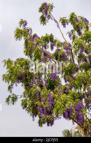 Flowering violet Wisteria Sinensis. Blue Chinese wisteria is a species of flowering plant in the pea and Fabaceae family. Israel Stock Photo