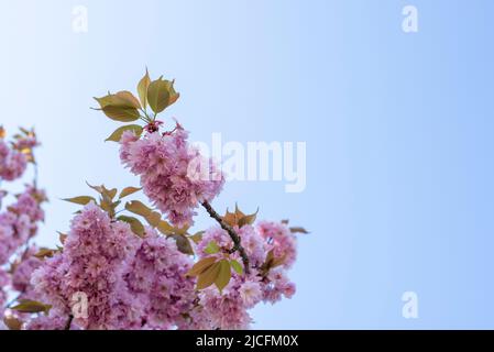 Japanese cherry blossom, Japanese ornamental cherries, Magdeburg, Saxony-Anhalt, Germany Stock Photo