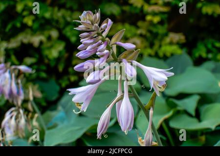 funkia, Hosta Tratt, lilac-colored flower, at close range Stock Photo