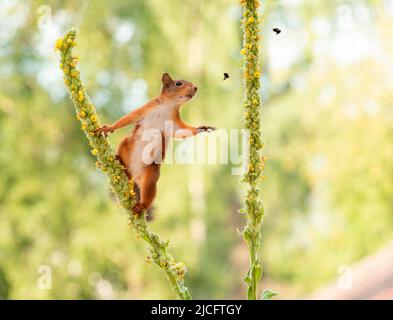 red squirrel with a common mullein flower and humblebee Stock Photo