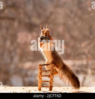 red squirrel hold a camera Stock Photo