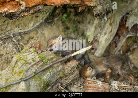 Germany, red fox (Vulpes vulpes), fox cubs at their fox den. Stock Photo