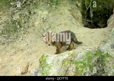 Germany, red fox (Vulpes vulpes), fox cubs at their fox den. Stock Photo