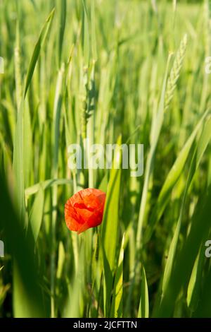 Poppy flower, corn field, poppy, blossom Stock Photo