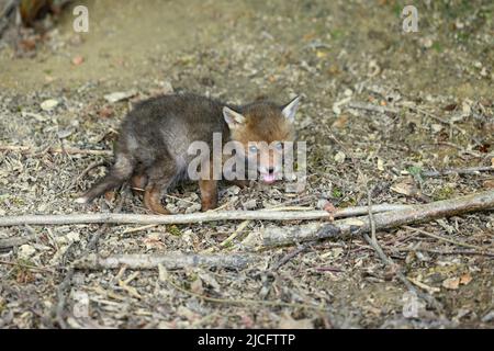 Germany, red fox (Vulpes vulpes), fox cubs at their fox den. Stock Photo