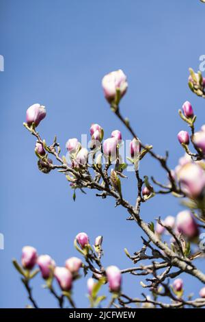 Branches of magnolia tree against blue sky Stock Photo