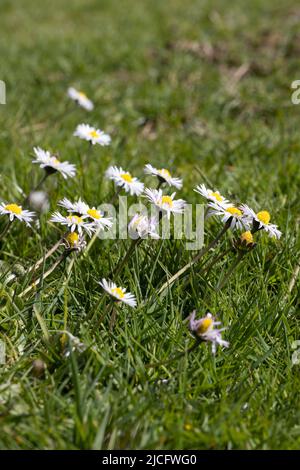 Meadow with daisies in Germany Stock Photo