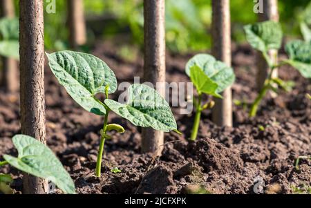 Young sprouts of asparagus beans in a row after germination. Organic home farming. Selective focus Stock Photo