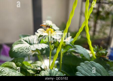 Hover Fly, Sphaerophoria scripta, on a strawberry flower collecting nectar Stock Photo