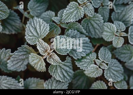 Wild blackberry leaves covered by morning frost Stock Photo