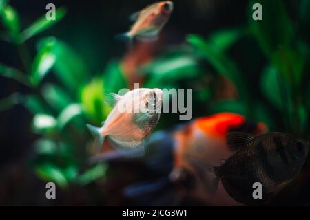 Gymnocorymbus ternetzi in a tropical aquarium Stock Photo