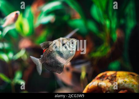 Gymnocorymbus ternetzi in a tropical aquarium Stock Photo