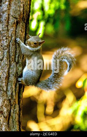 grey squirrel  England UK Stock Photo