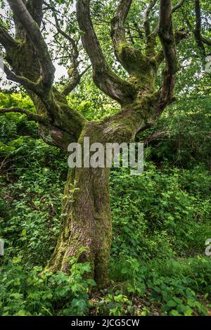 gnarled twisted old tree trunk Stock Photo