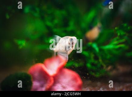 Gymnocorymbus ternetzi in a tropical aquarium Stock Photo