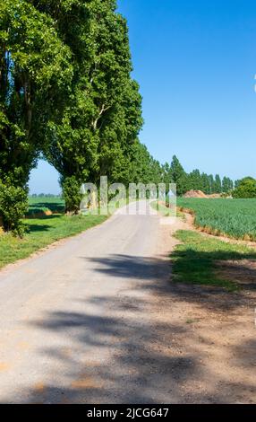 Row of Populus nigra Trees on a Country Road in Essex Stock Photo