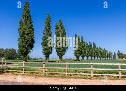 Row of Populus nigra Trees on a Country Road in Essex Stock Photo