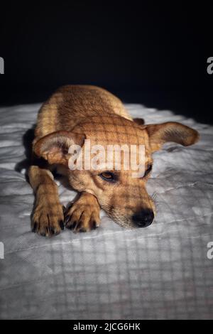 A caged mixed-breed dog looking sad and lying down in the dark on a white blanket with shadows of cage on the fur. Vertical orientation Stock Photo