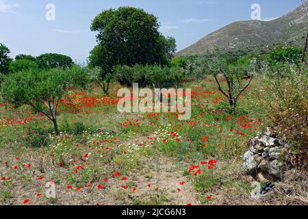 Olive grove and poppies, Eristos Valley,Tilos, Dodecanese islands, Southern Aegean, Greece. Stock Photo