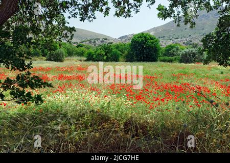 Field and poppies, Eristos Valley,Tilos, Dodecanese islands, Southern Aegean, Greece. Stock Photo