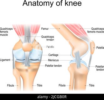 Knee anatomy. Structure of leg joint. Major parts. Vector poster with text label for medical education Stock Vector